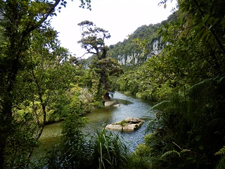 Subtropischer Regenwald am Prorari-River