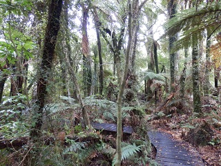 Regenwald am Beginn des Hydro Walk